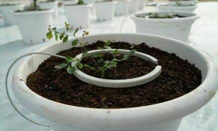 NetBow, la revolución del riego por goteo en maceta