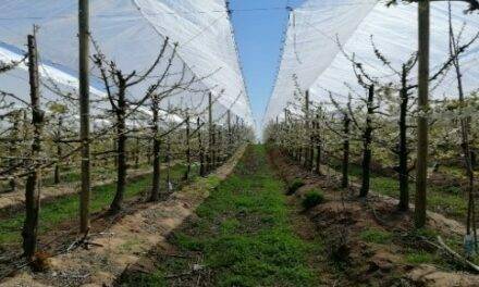 AGRICOVER: la cobertura más adecuada para cerezos