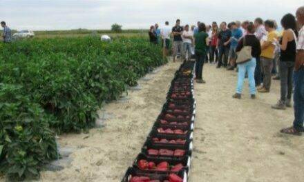 El grupo de investigación en horticultura del INTIA