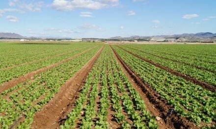 Los ácidos húmicos en la agricultura