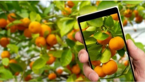 La transformación digital del medio agrícola