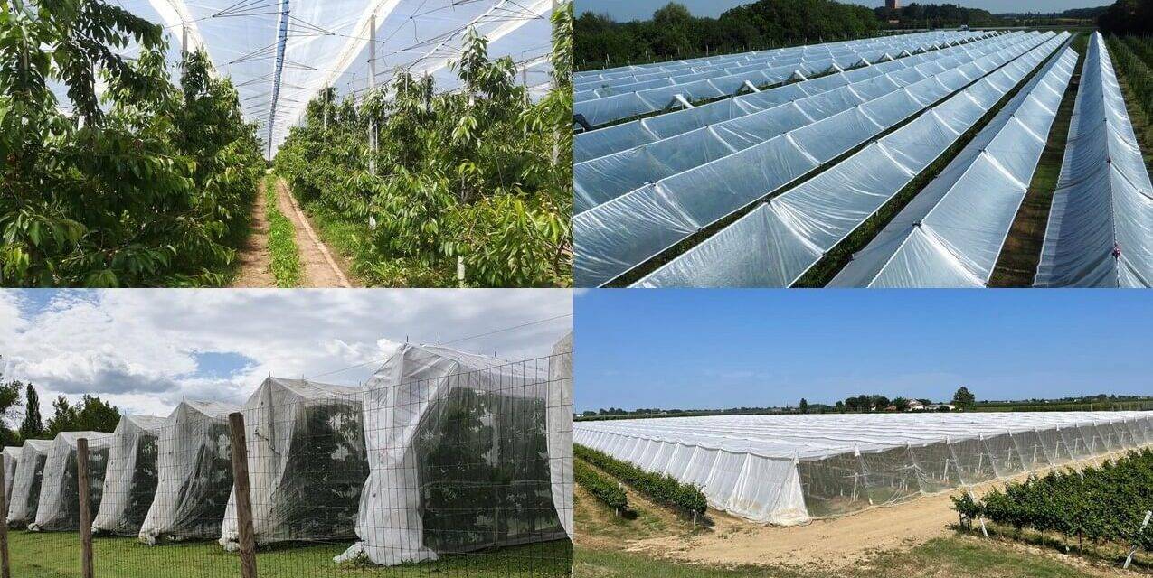 Fruticultura controlada y ¿protegida?