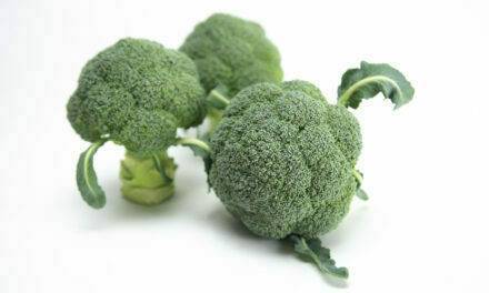 Sakata presenta Ulysses, la nueva variedad de brócoli