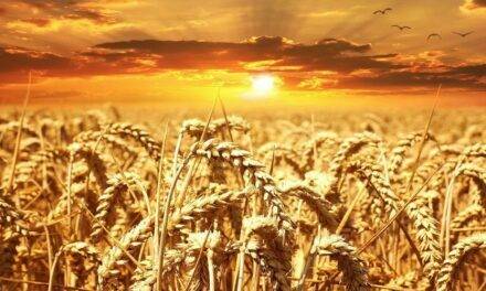 Fertilización pre-siembra en cereales: ¿por qué utilizar productos ecológicos?