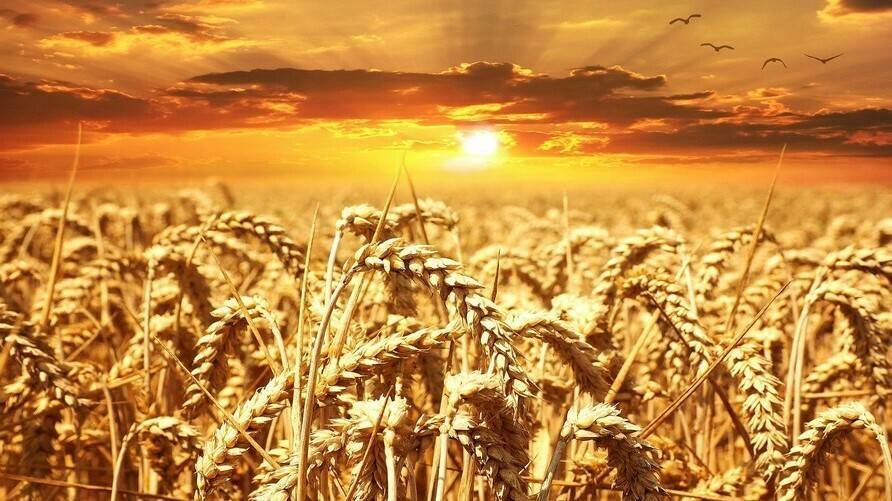 Fertilización pre-siembra en cereales: ¿por qué utilizar productos ecológicos?