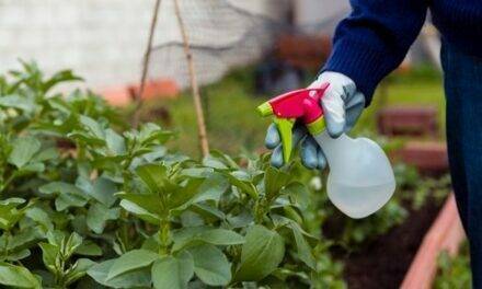El jabón potásico, un aliado natural para la lucha contra las plagas