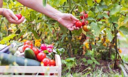 Murcia se prepara para el 1º Congreso de Agricultura Ecológica