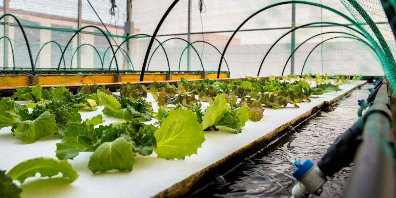 Salicornia y lechugas cultivadas en tanques con peces, un modelo de bioeconomía circular
