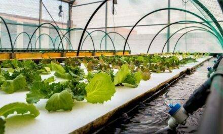 Salicornia y lechugas cultivadas en tanques con peces, un modelo de bioeconomía circular