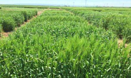 El “Informe Noleppa” advierte que sin la mejora vegetal será imposible alcanzar el Pacto Verde Europeo