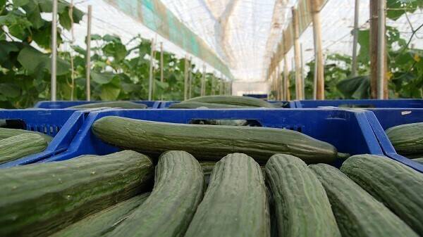 Cutesolar: El sector de los invernaderos solares se cita en Fruit Attraction