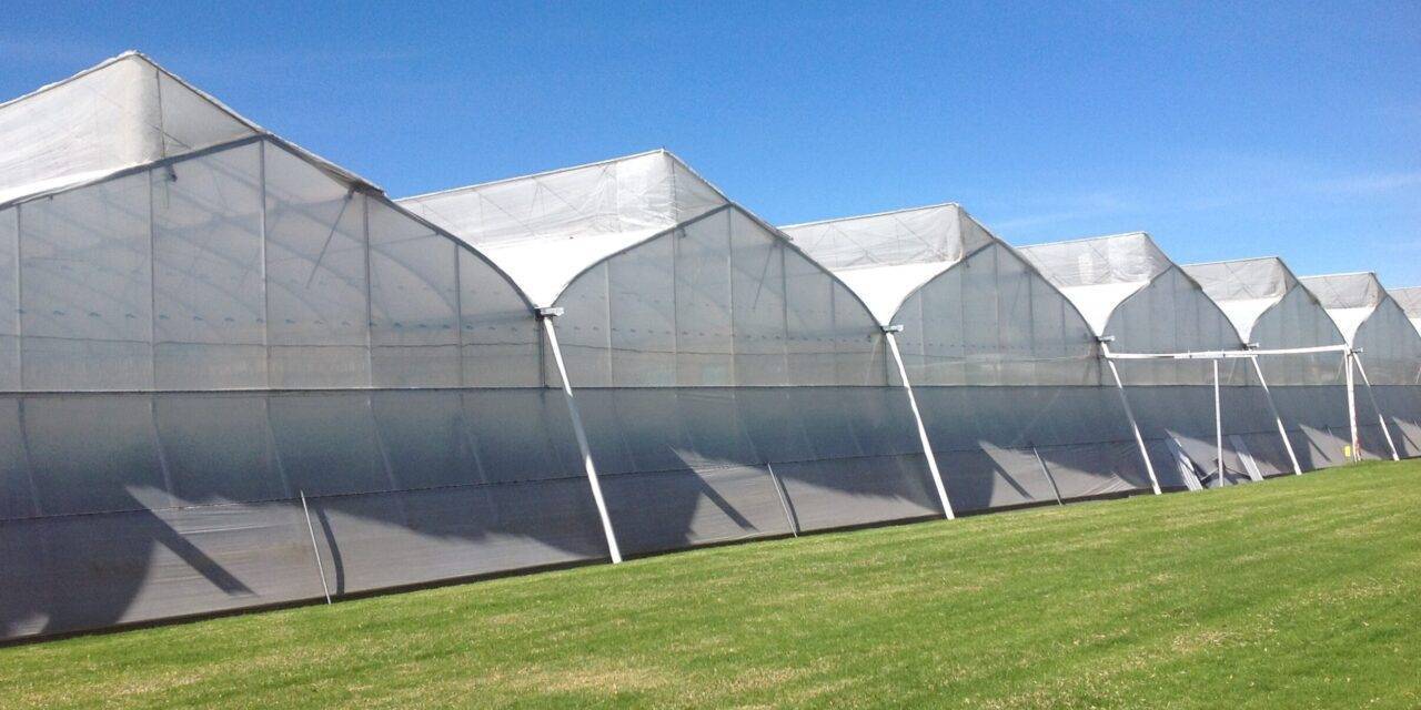 Tomates: mejor calidad con agrotextiles Arrigoni