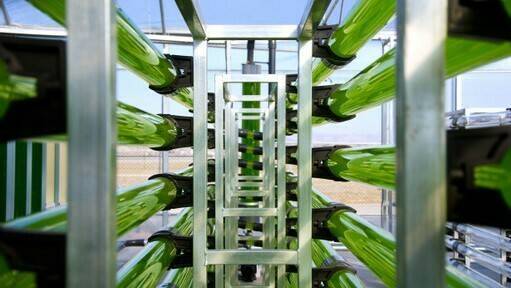 Grupo Operativo MicroClimatt: poniendo en valor el papel de los bioestimulantes de microalgas para una agricultura más sostenible