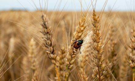 Cómo controlar las plagas en cultivos con las nuevas tecnologías