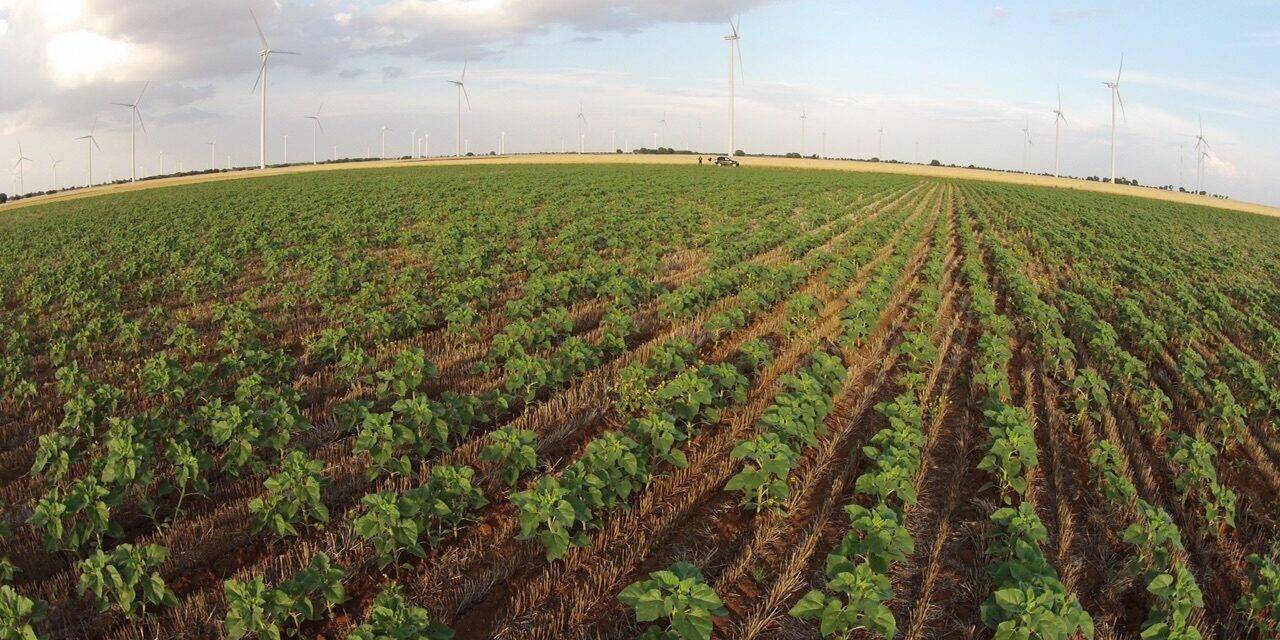 5 de diciembre, Día Mundial del Suelo