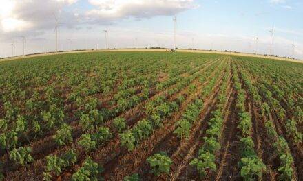 5 de diciembre, Día Mundial del Suelo