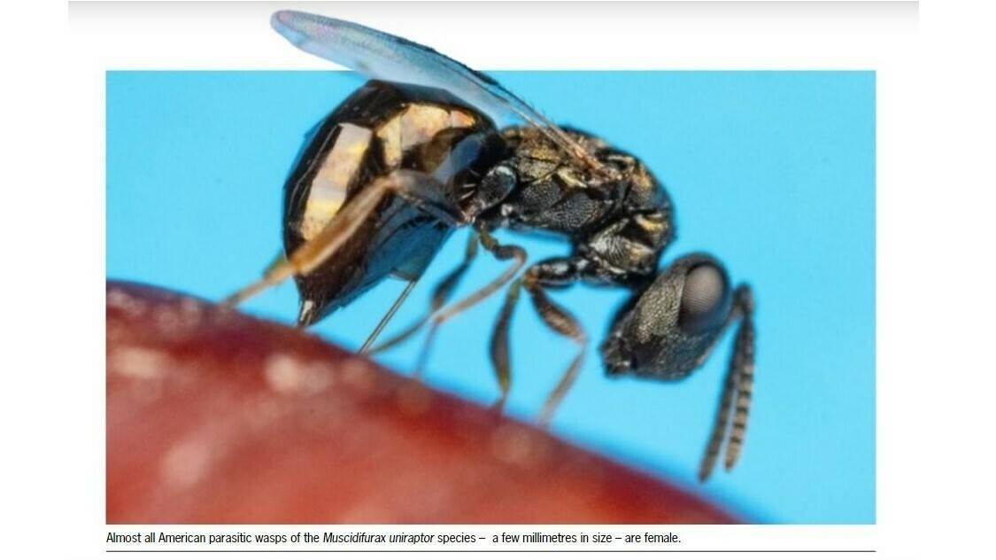 Una nueva vuelta de tuerca en el control biológico