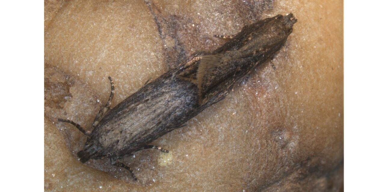 Avances en el manejo de la polilla guatemalteca de la patata