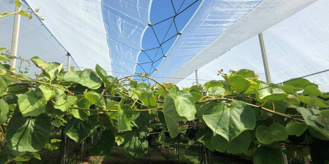 Kiwi: Protecta® la protección completa incluso para la fruticultura orgánica