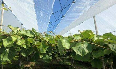 Kiwi: Protecta® la protección completa incluso para la fruticultura orgánica