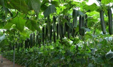 El secreto de “la pequeña gran revolución de Izal”, el primer pepino holandés de Sakata para Almería