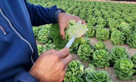 Syngenta acelera su innovación en el cultivo de hoja y brásicas