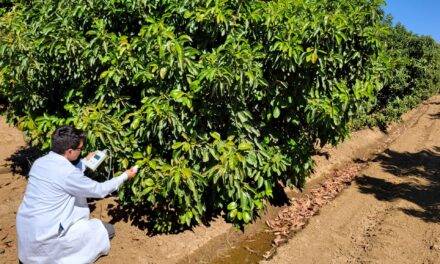 Green Motion Avocados, el proyecto de innovación en el mundo del aguacate