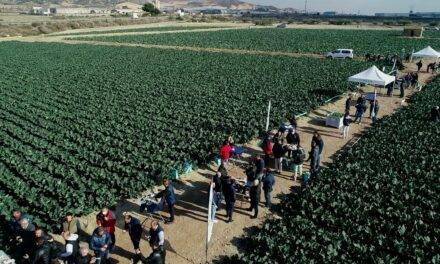 Ulysses, es el nombre del brócoli líder, y, es de Sakata