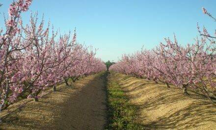 Viveros Hernandorena presenta su sello de Fiabilidad Varietal