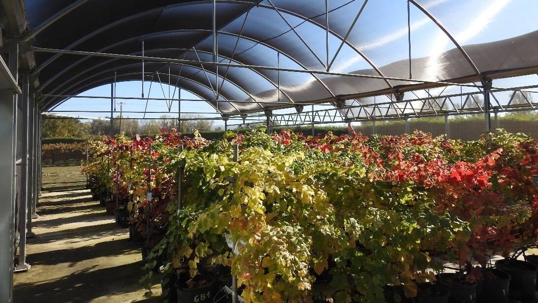 El proyecto Vinos OLD-VIDAOS, para recuperar variedades de vid