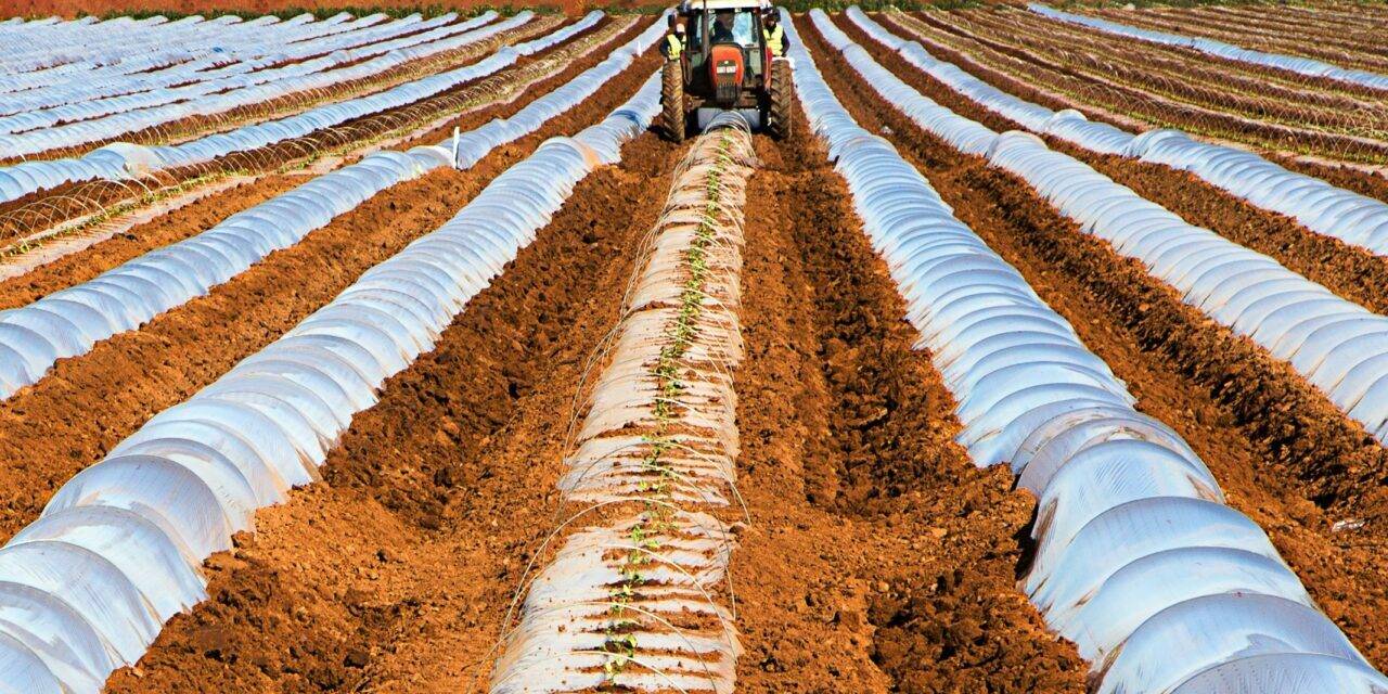 Agricultura y desertificación, ¿Cómo producir enfocados en el cuidado del suelo?