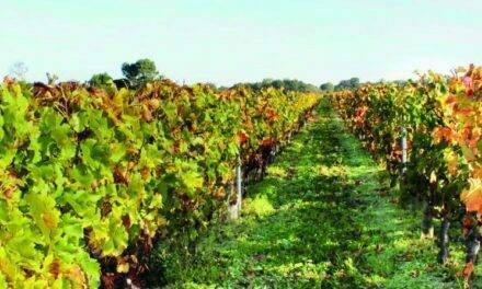 Herramientas para una viticultura sostenible