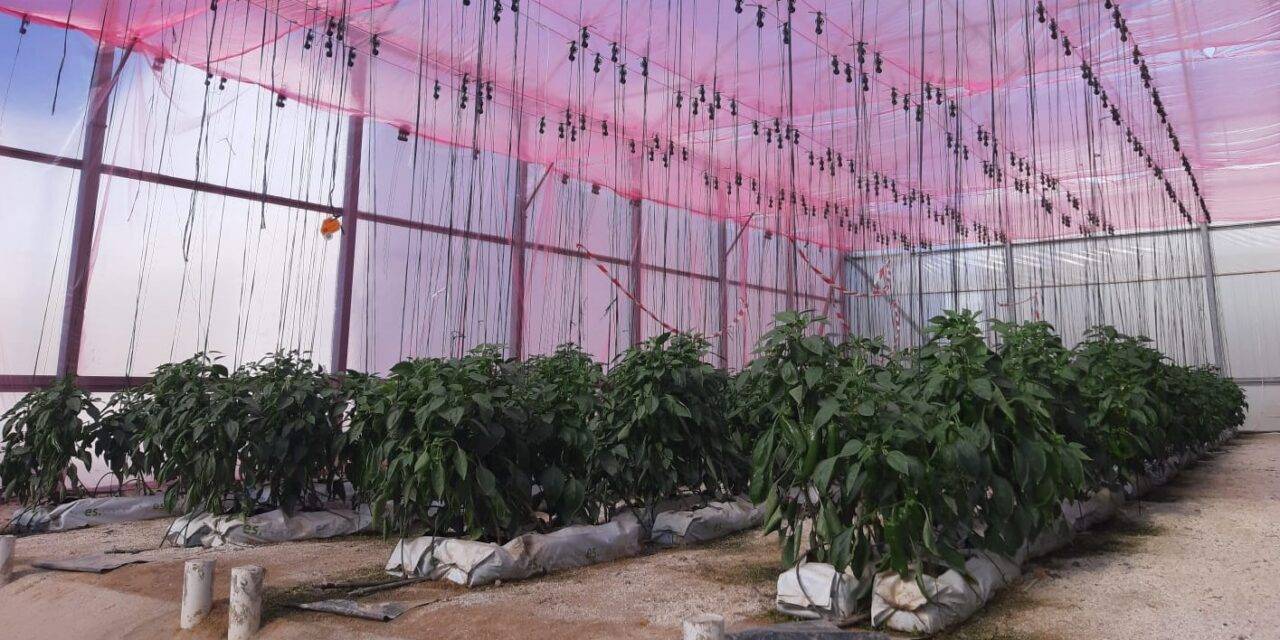 Ventajas en el uso de plásticos de colores en hortícolas