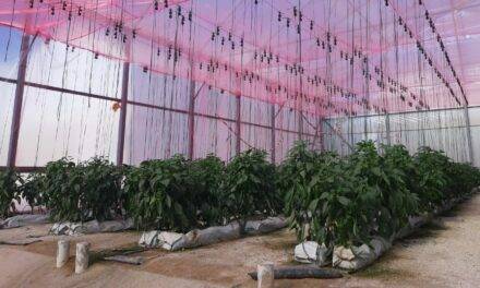 Ventajas en el uso de plásticos de colores en hortícolas