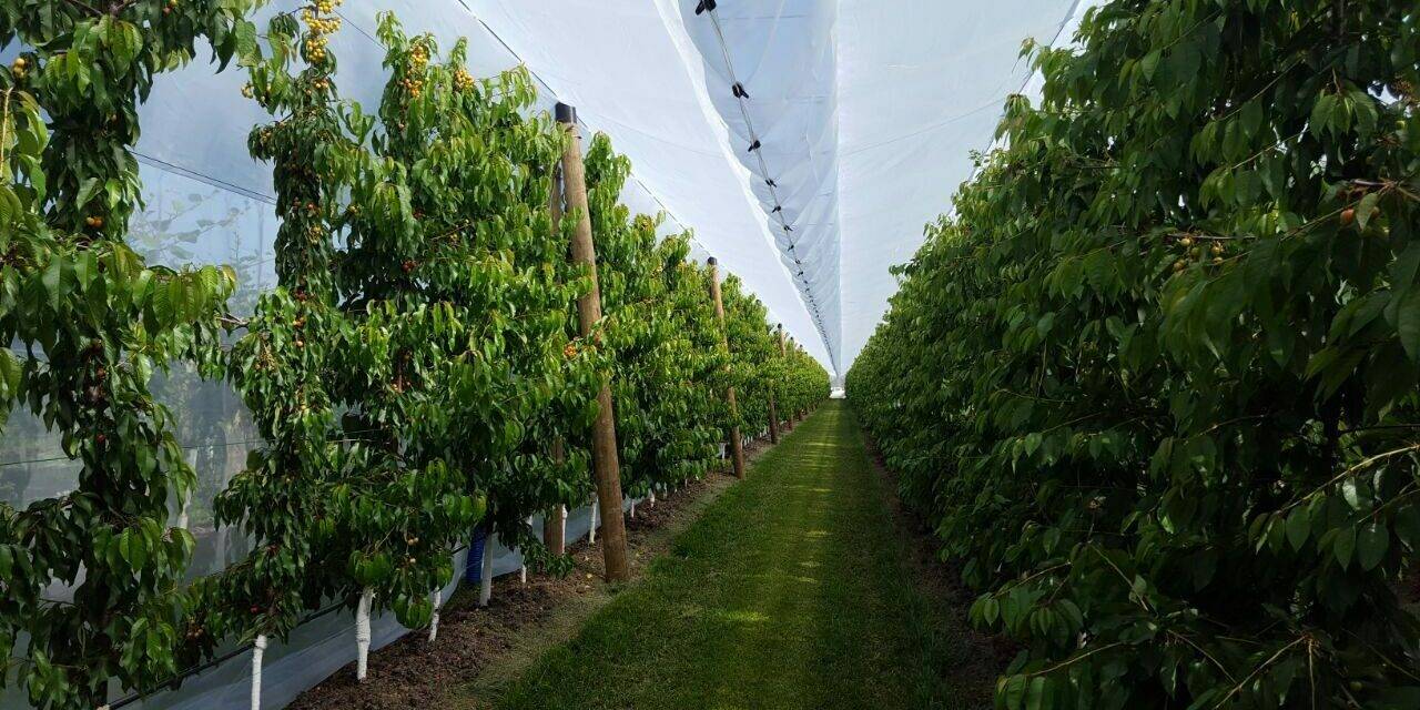 Arrigoni, agrotextiles for water saving and the reduction of phytochemicals at Fruit Logistica 2022