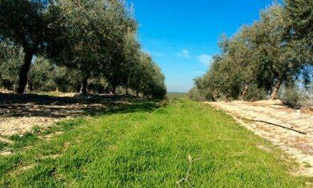 Cubiertas vegetales y su mantenimiento