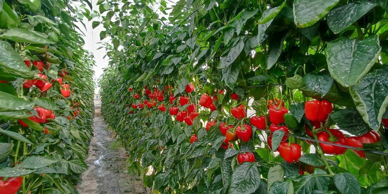 Buenas perspectivas para VoLtio, el nuevo california rojo para ciclo temprano de Fitó