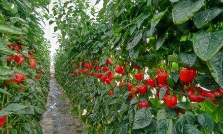Buenas perspectivas para VoLtio, el nuevo california rojo para ciclo temprano de Fitó
