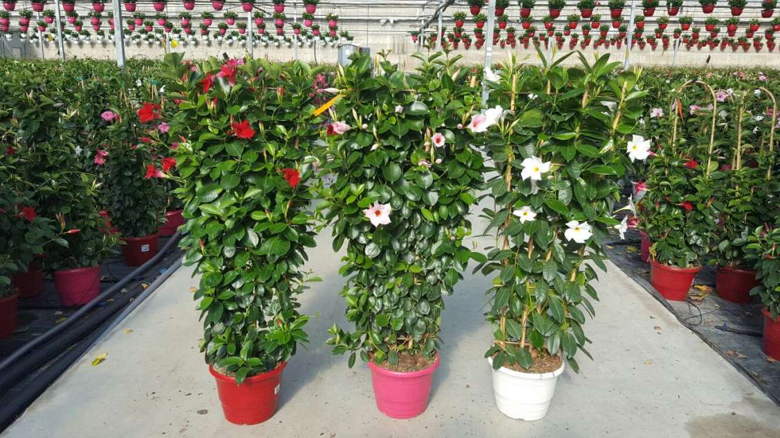 La industria ornamental: cambios, mercados actuales y perspectivas a futuro