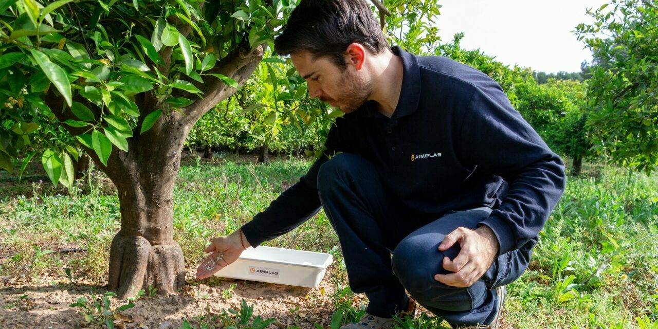 CÍTRIC-SÀ: el proyecto para control de Cotonet en cítricos y caquis