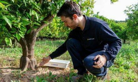 CÍTRIC-SÀ: el proyecto para control de Cotonet en cítricos y caquis