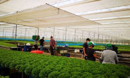 Verdeagua, especialista en ensaladas mínimamente procesadas