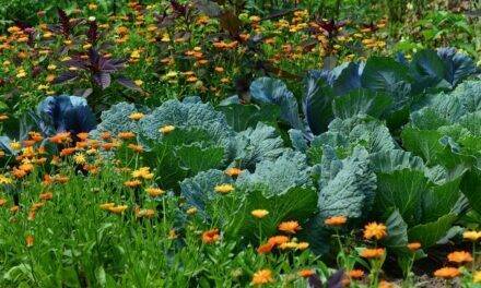 Las flores silvestres aumentan la presencia de organismos benéficos