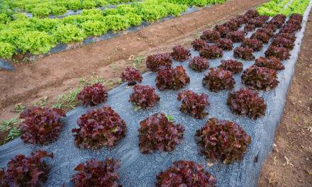 El buen uso de acolchados plásticos en la agricultura intensiva