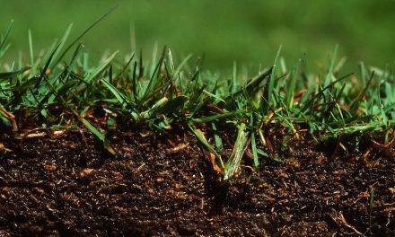 La importancia de los suelos en la lucha contra el cambio climático