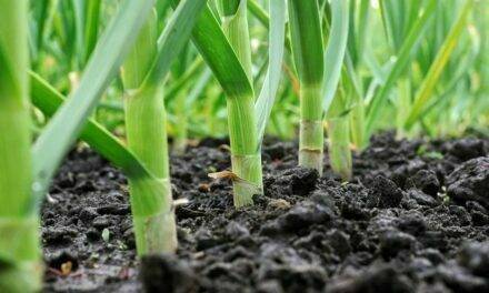 Producción de ajo sostenible, una meta alcanzable