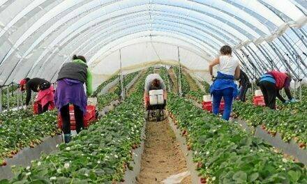 Culmina la campaña productiva de Freshuelva