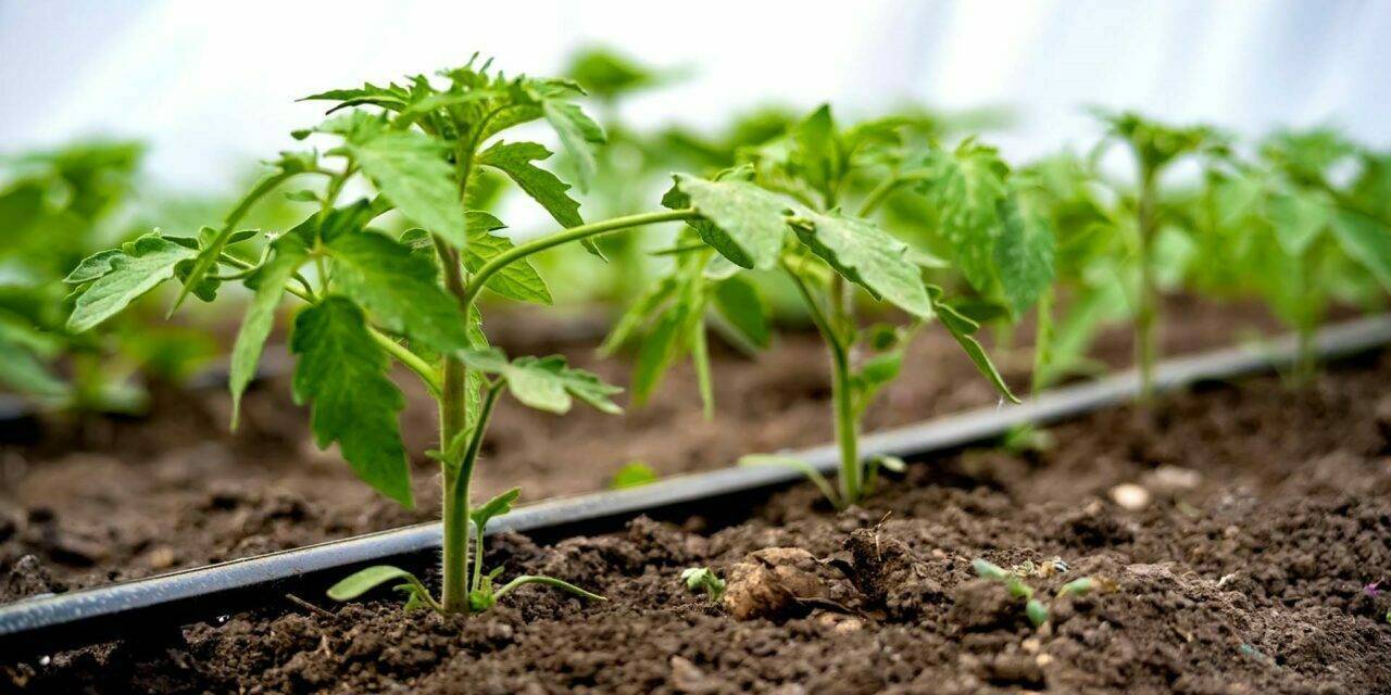 La importancia de una correcta elección en el filtro de riego