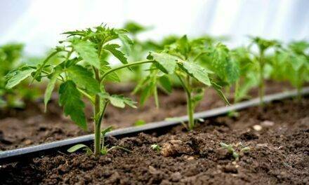 La importancia de una correcta elección en el filtro de riego