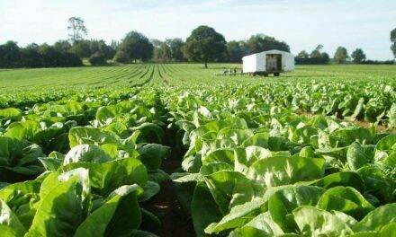 Peligra el normal suministro de hortalizas en Reino Unido